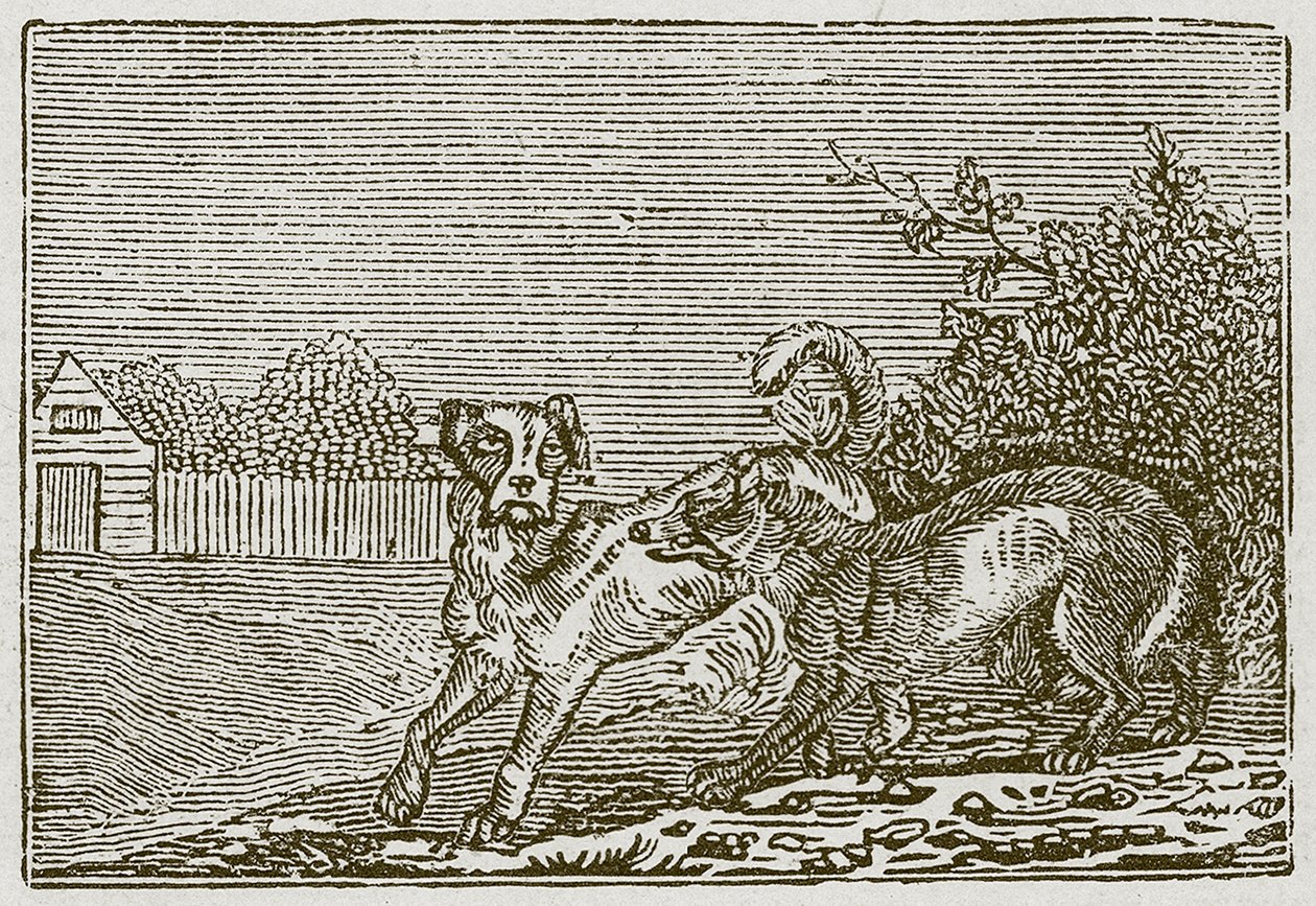 Hunden og ulven (kobberstik) af English School