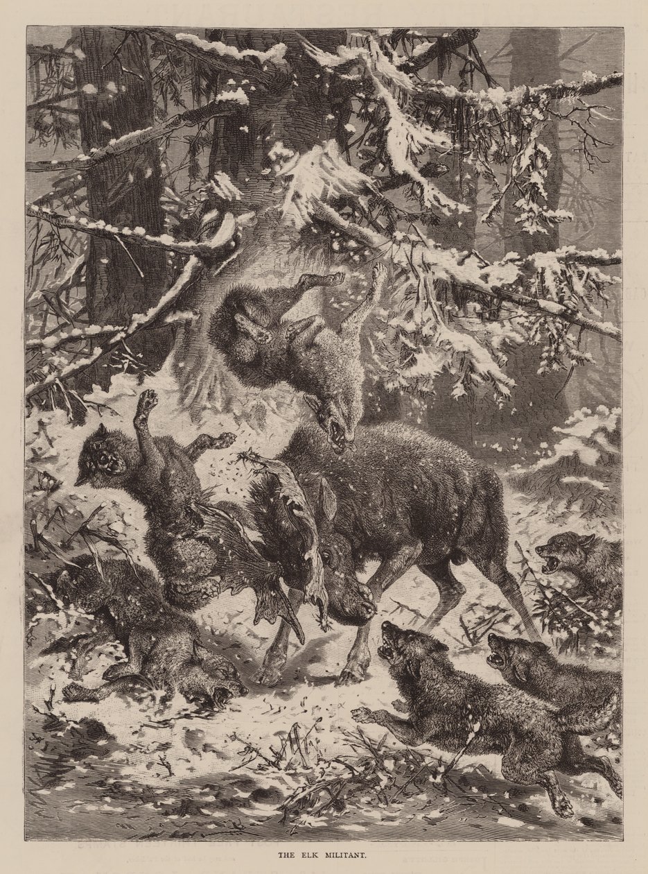 The Elk Militant (gravering) af English School