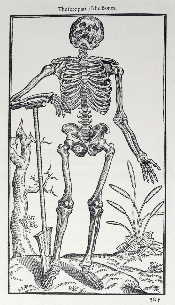 The Fore Part of the Bones, plade fra The Historie of Man udgivet af John Banister (1540-1610), 1578 af English School