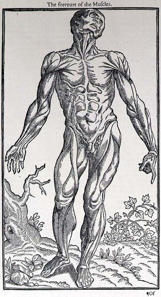 The Forepart of the Muscles, plade fra 