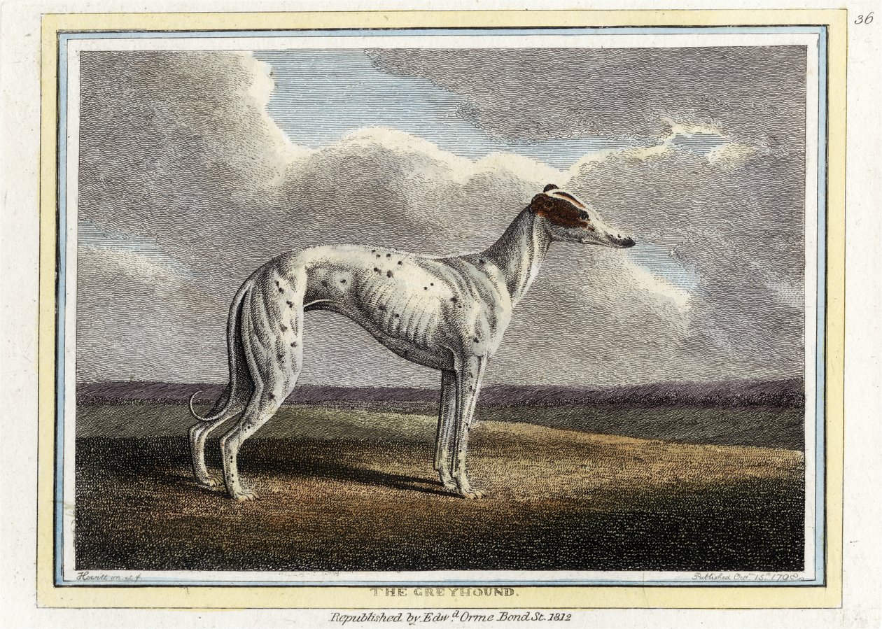 The Greyhound, pub. 1812 (håndfarvet gravering) af English School