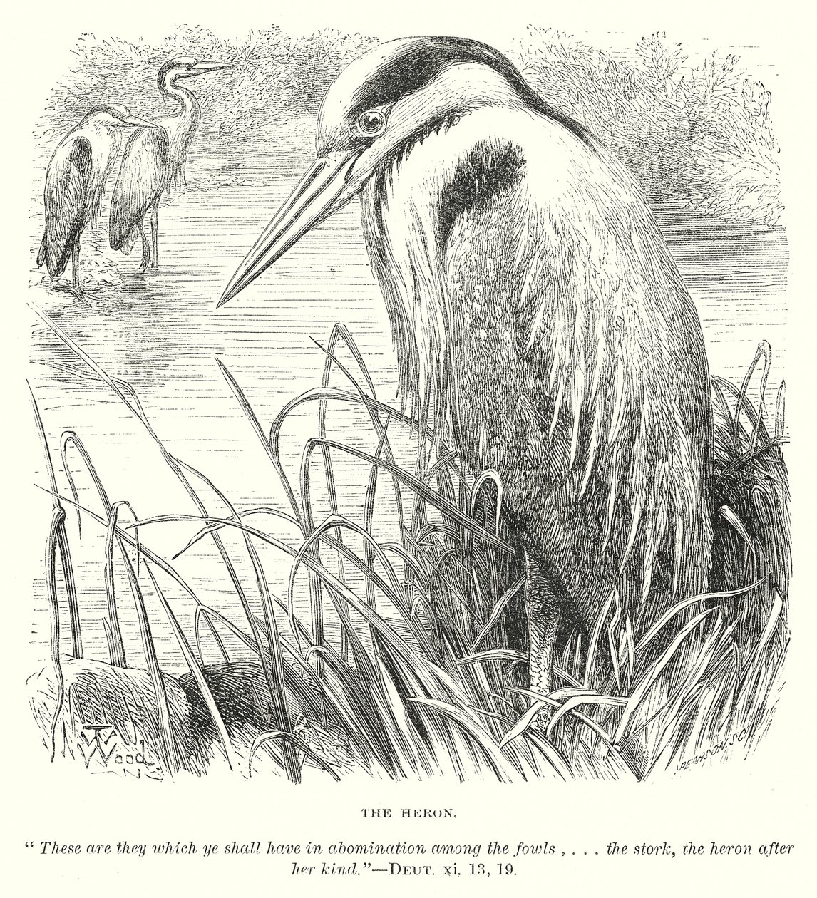 The Heron (gravering) af English School