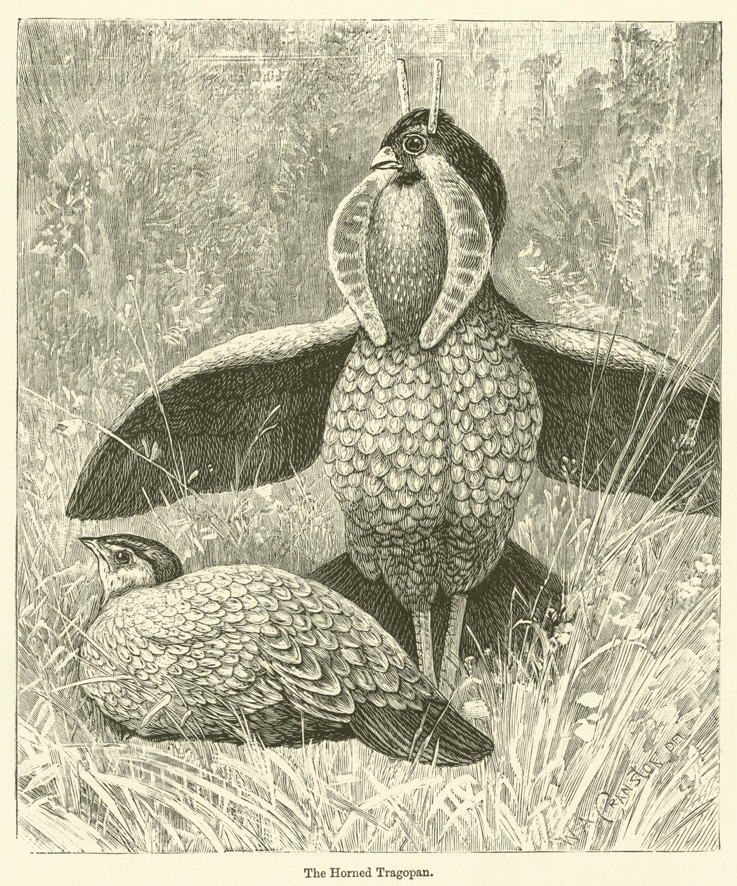 Den hornede tragopan (kobberstik) af English School