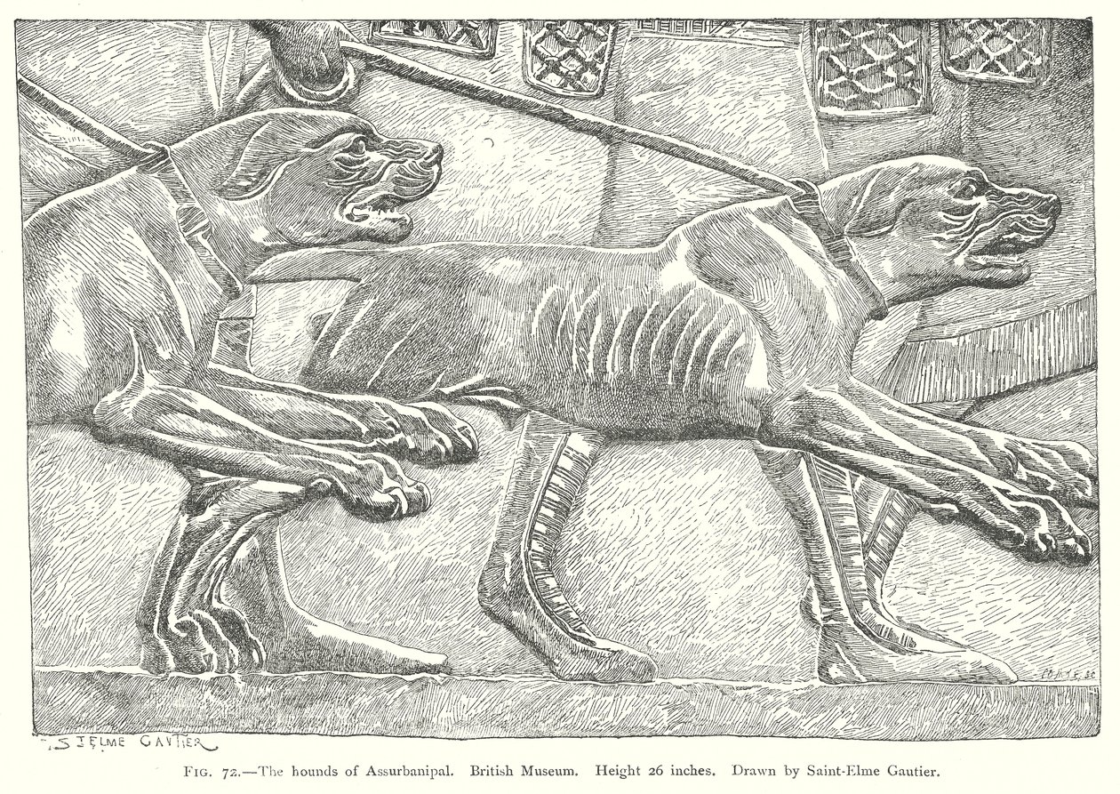 Assurbanipals hunde. British Museum (gravering) af English School