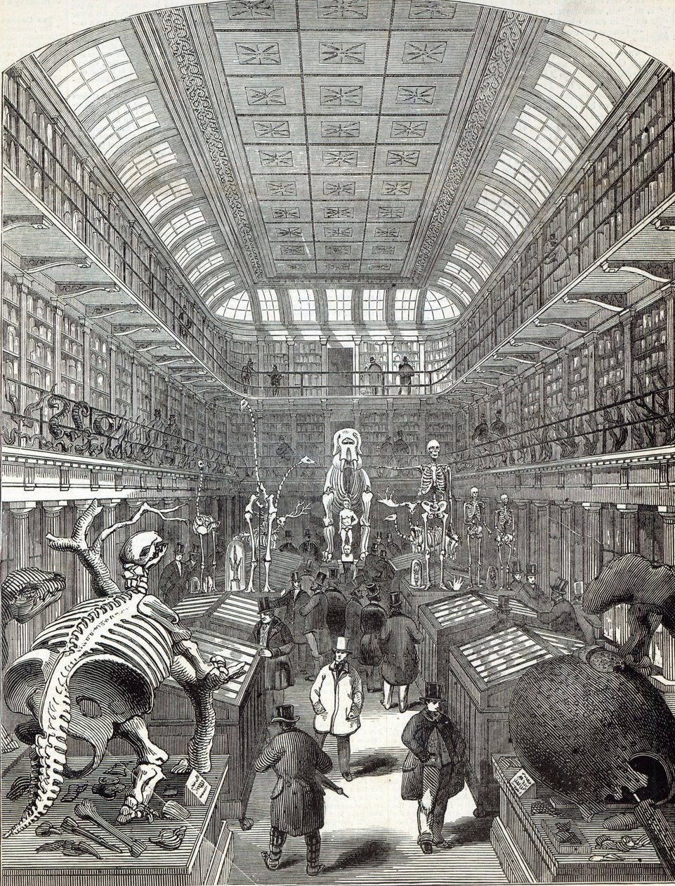 The Hunterian Museum, ved Royal College of Surgeons, fra 
