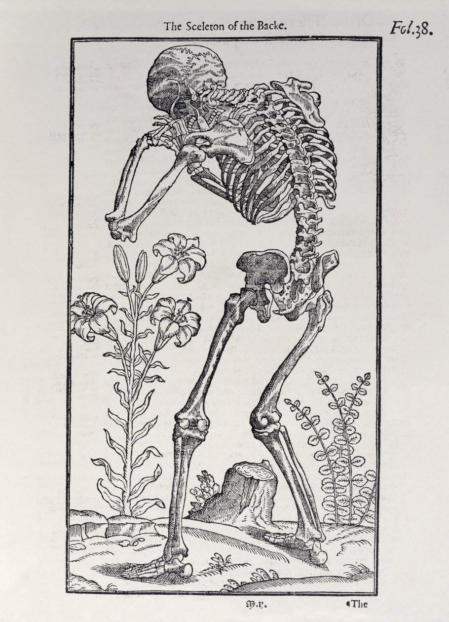 The Skeleton of the Backplate fra The History of Man udgivet af John Banister (1540-1610), 1578 af English School
