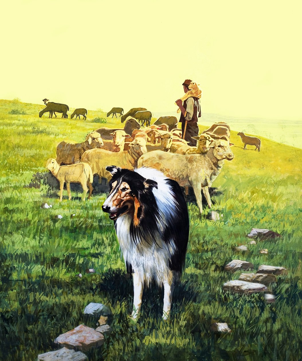 Hyrdehunden, illustration fra 