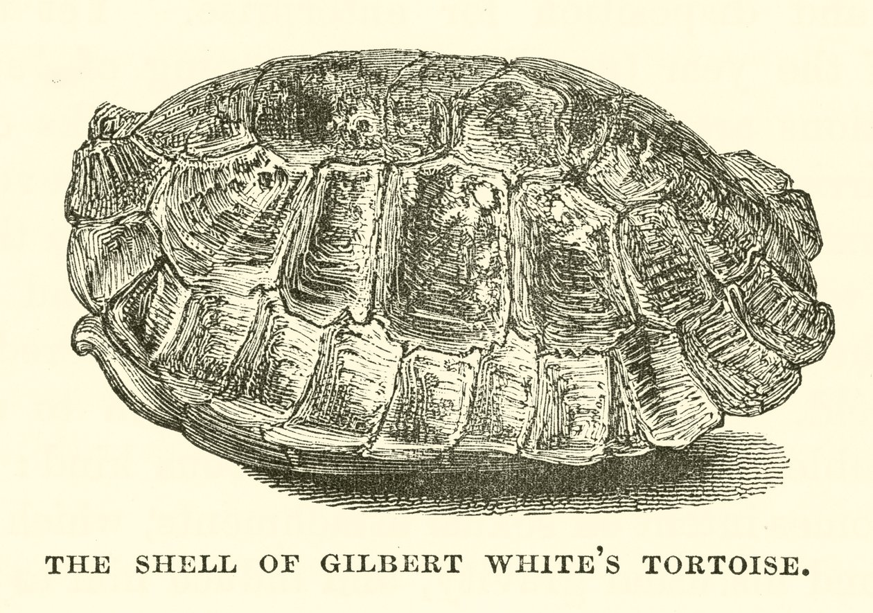 Skjoldet på Gilbert Whites landskildpadde (gravering) af English School