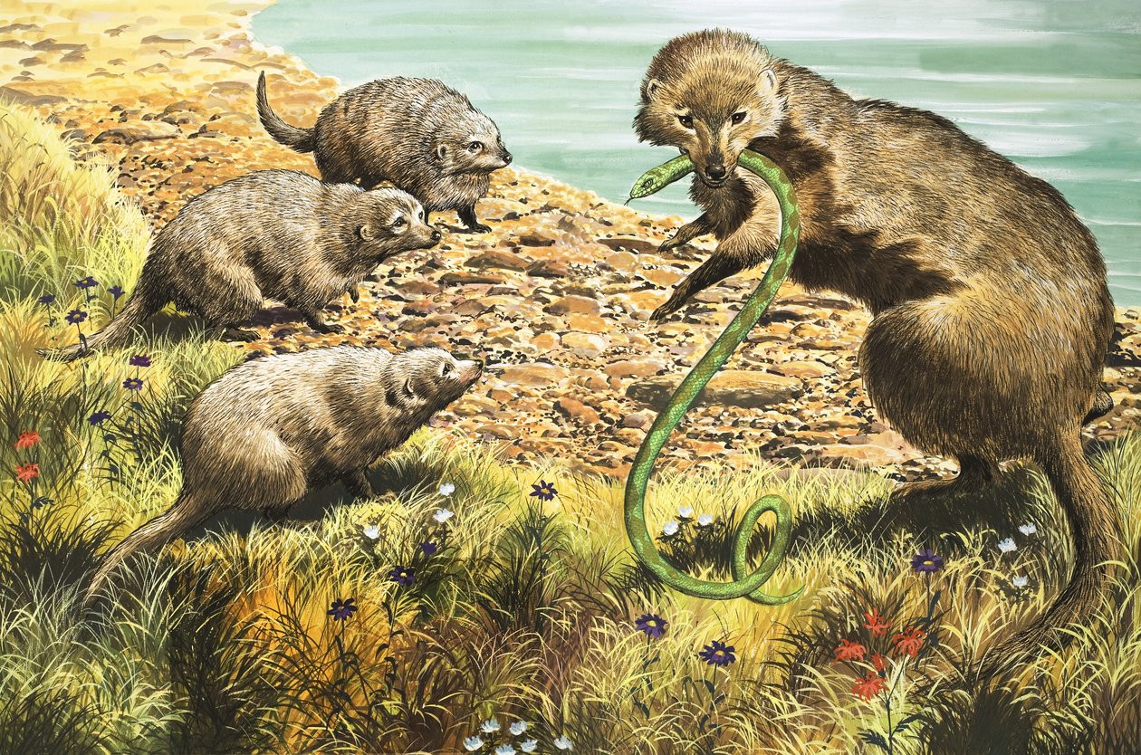Slangefangeren, illustration fra 