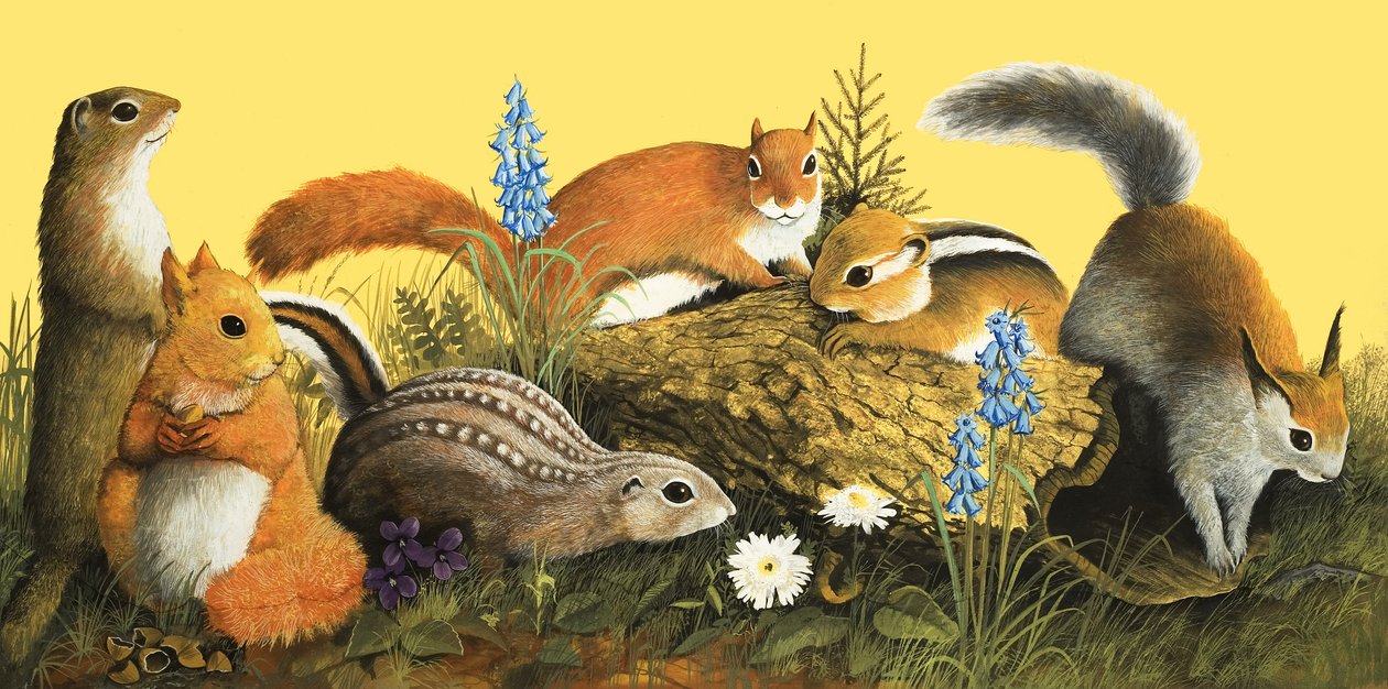 The Squirrel Family, illustration fra 