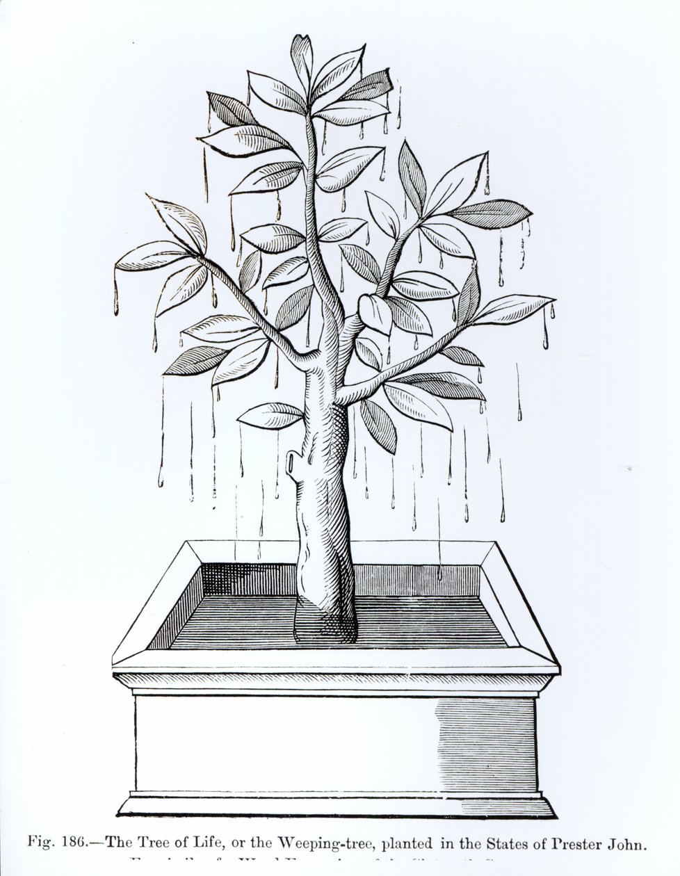 Livets træ, eller det grædende træ, plantet i Prester Johns stater, illustration fra videnskab og litteratur i middelalderen og renæssancen, skrevet og indgraveret af Paul Lacroix, 187 af English School