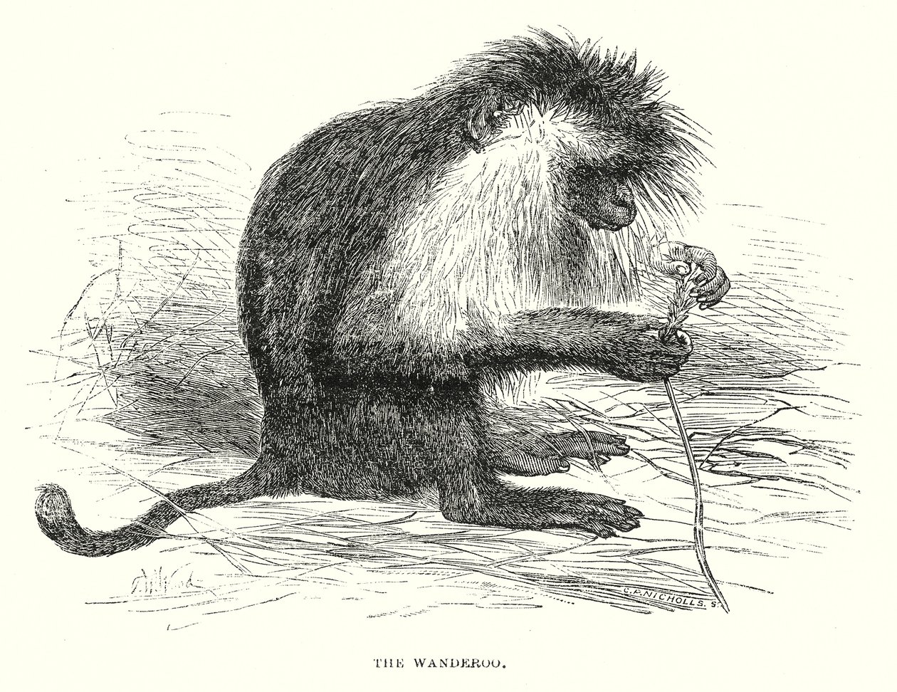 The Wanderoo (gravering) af English School