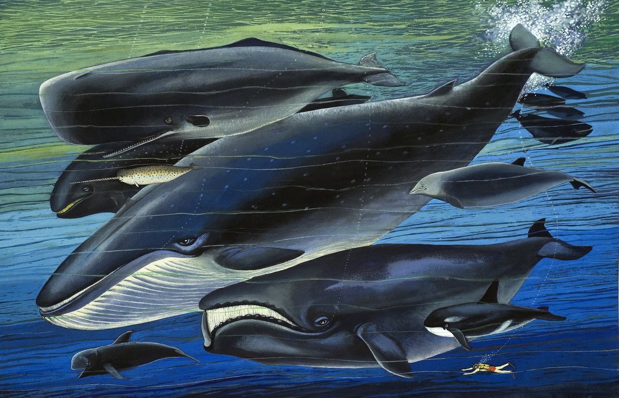 Hvalfamilien, illustration fra 