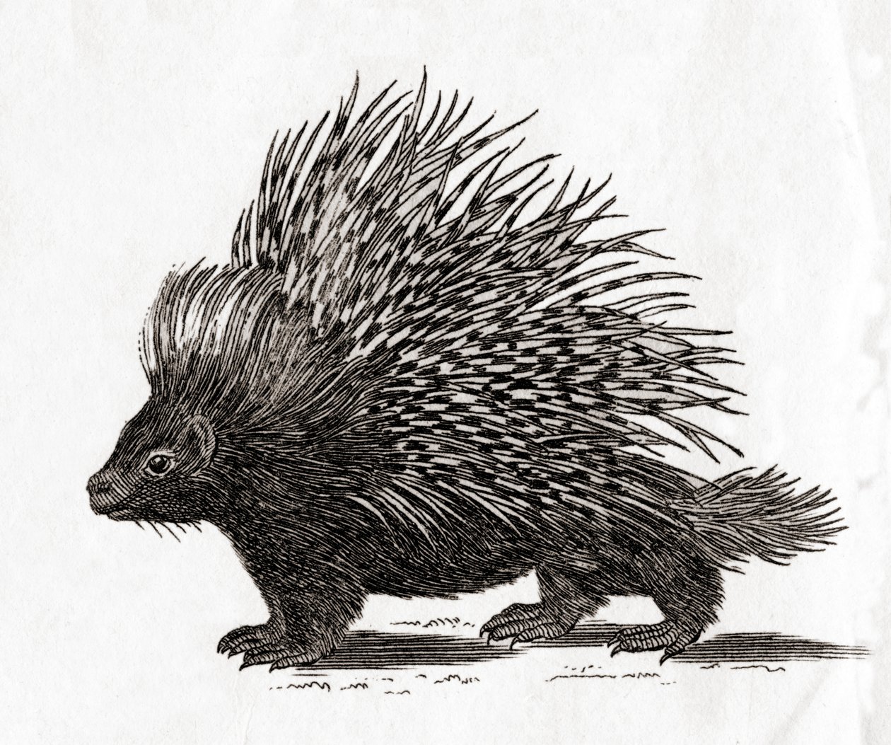 Hulepindsvinet (Hystrix cristata), fra et tryk (gravering) fra det 18. århundrede. af English School