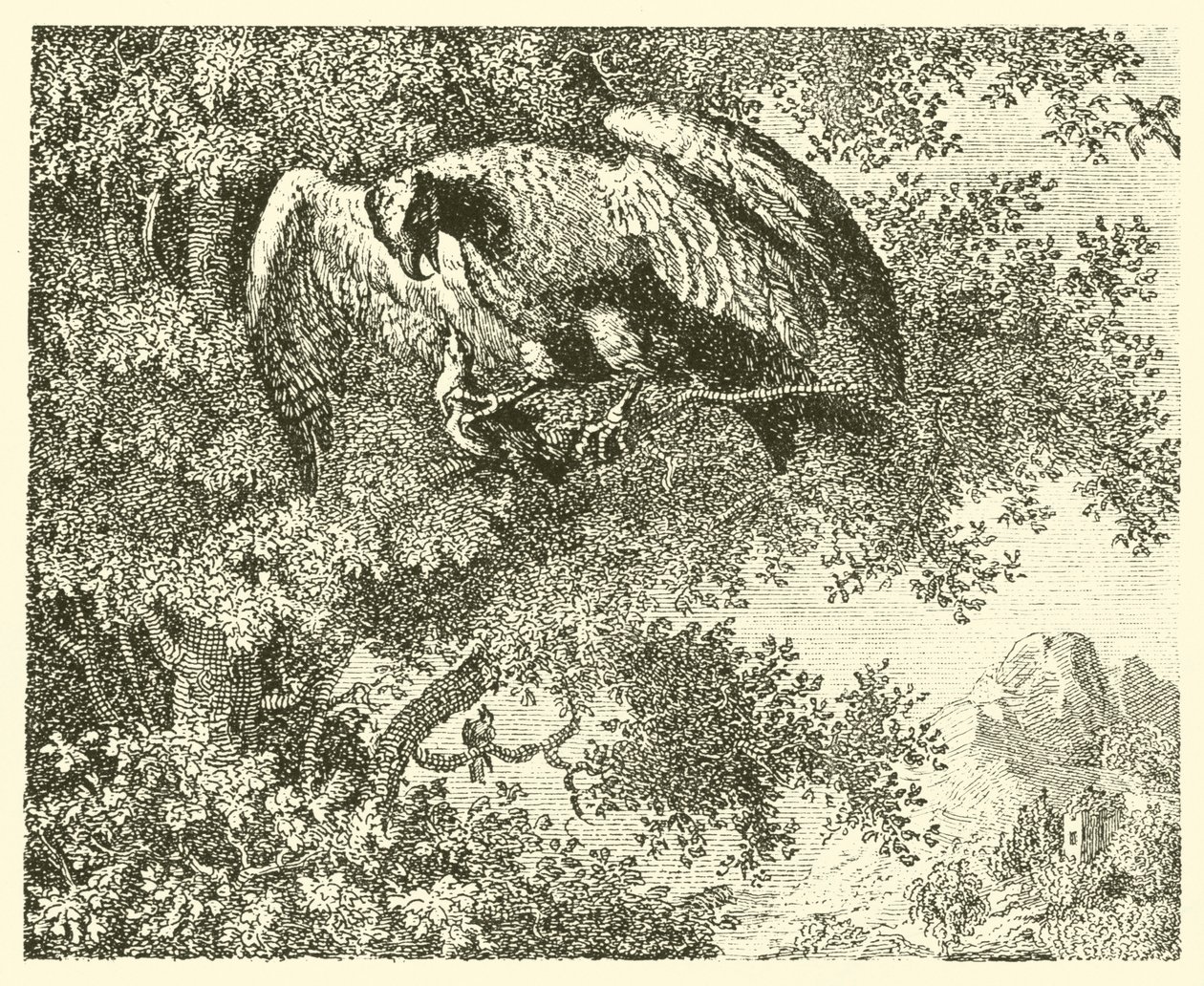 Høgen og nattergalen (kobberstik) af English School