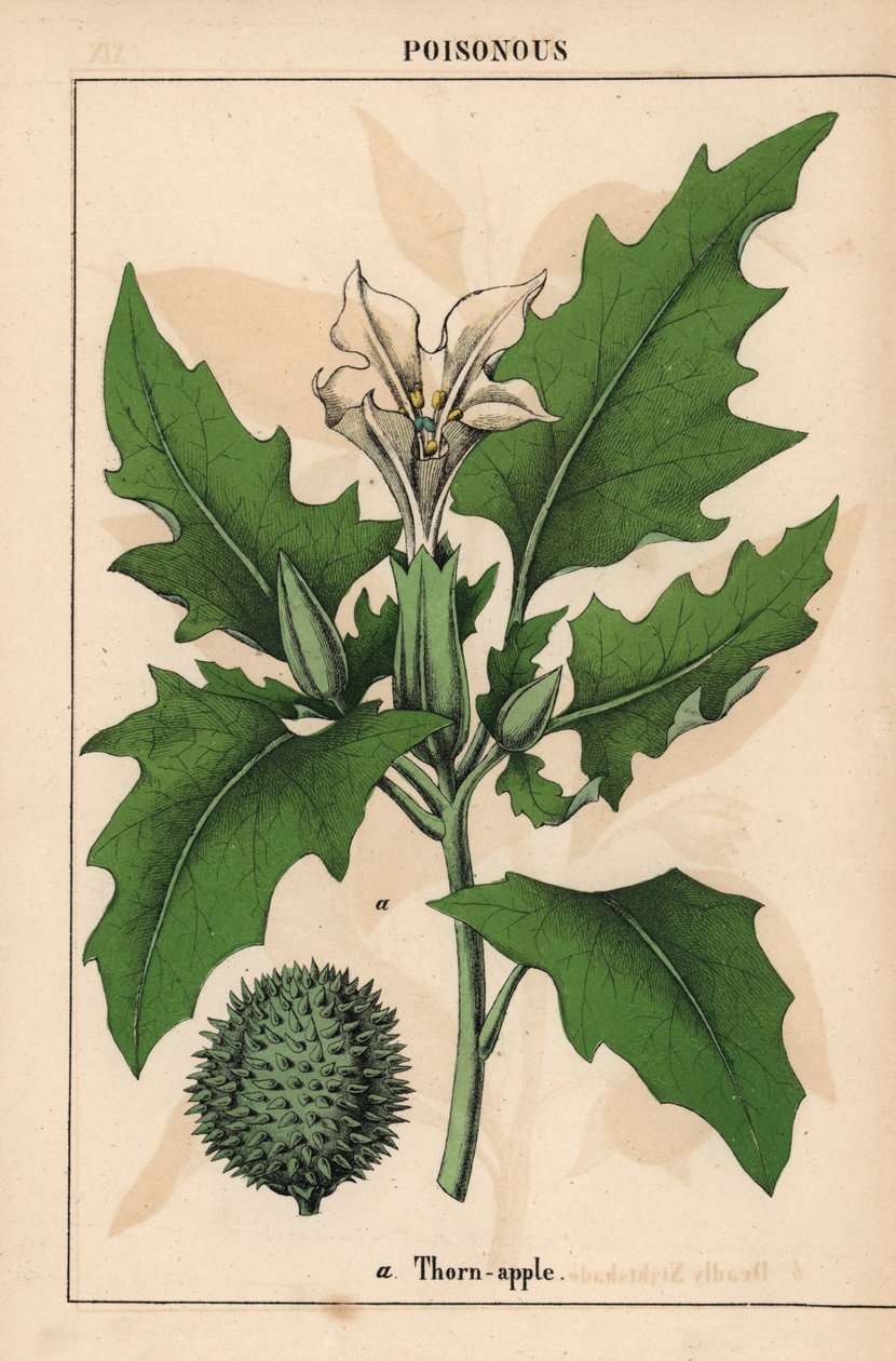 Tornet æble med hvide blomster og tornede frugter.   , fra "The Instructive Picturebook, or Lessons from the Vegetable World," [Charlotte Mary Yonge], Edinburgh af English School