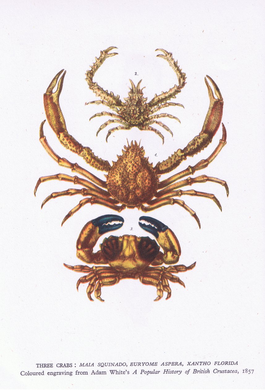 Tre krabber, Nature in Britain udgivet af Collins af English School