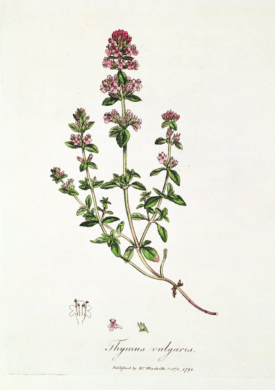 Timian, Thymus vulgaris, udgivet af Dr. Woodville af English School