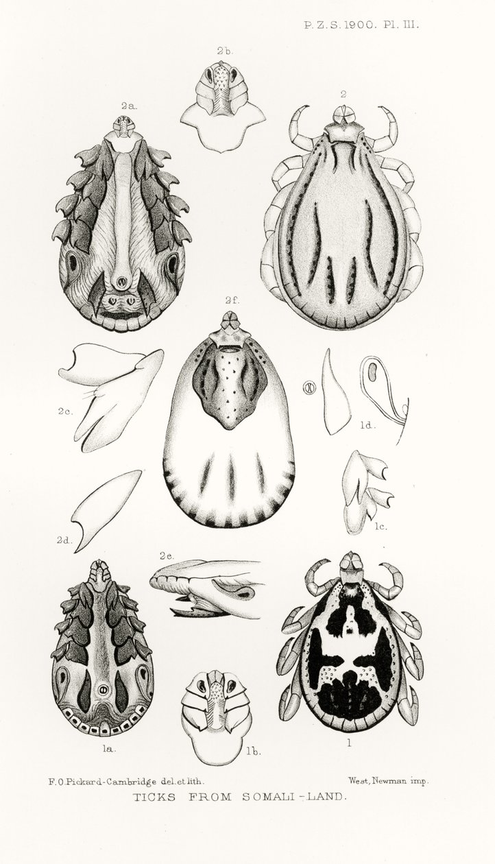 Flåter fra Somali-Land, illustration fra The Hope Reports, Vol. II, 1897-1900., redigeret af Edward B. Poulton, Oxford, 1901 af English School
