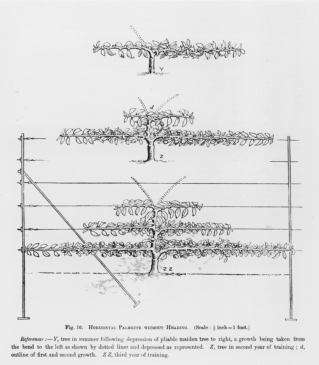 Træning af unge frugttræer fra The Fruit Growers Guide af John Wright, udgivet ca. 1897-1905 af English School