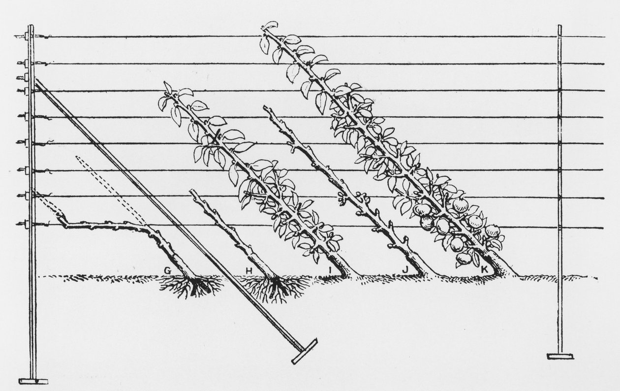 Træning af unge træer, fra The Fruit Growers Guide af John Wright, udgivet ca. 1897-1905 af English School