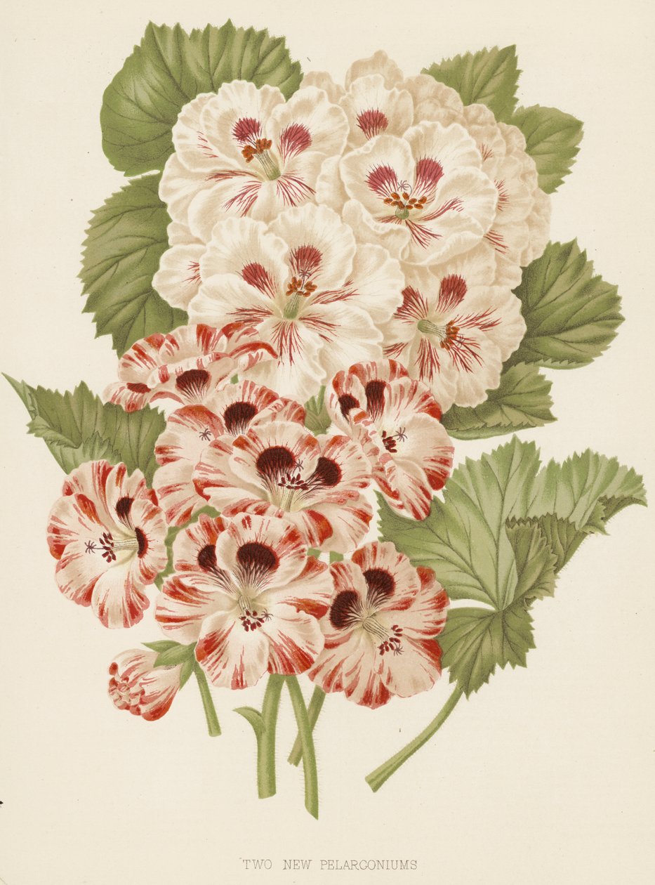 To nye pelargonier (farvelitografi) af English School