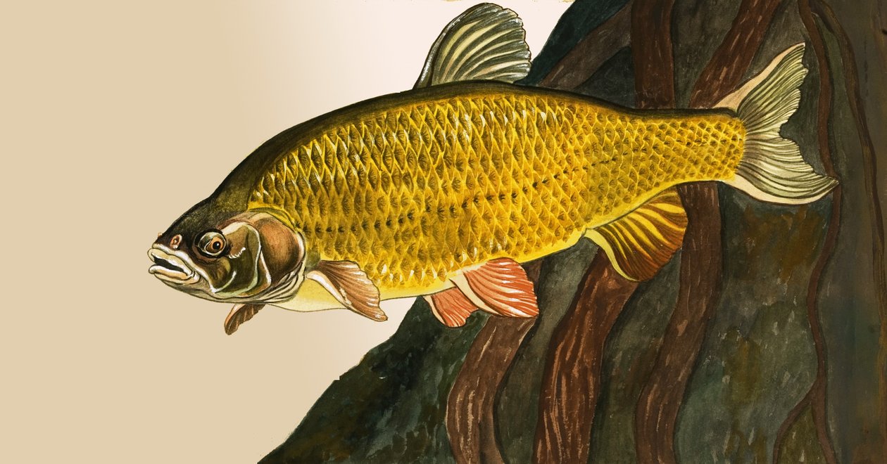 Uidentificeret fisk af English School