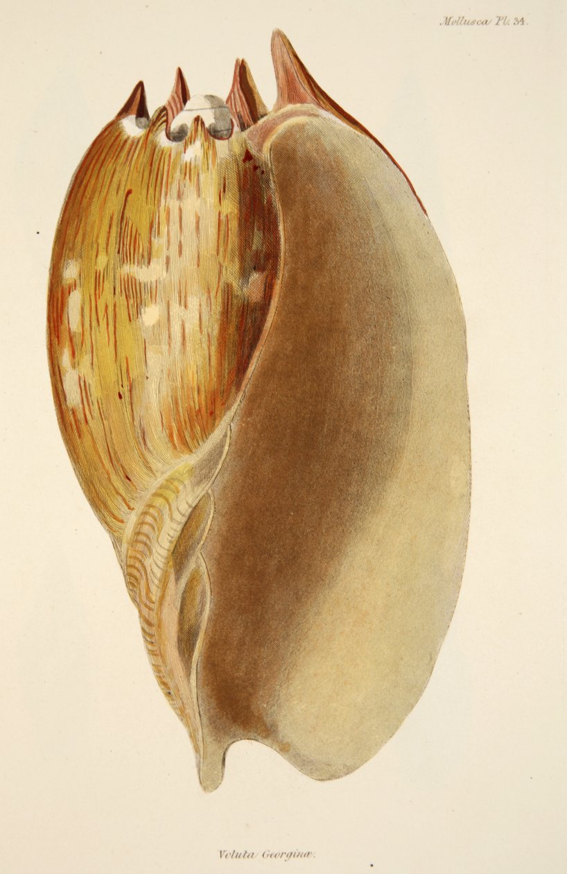 Veluta Georgina, fra The Mollusca and Radiata, pub. 1833 (håndfarvet gravering) af English School