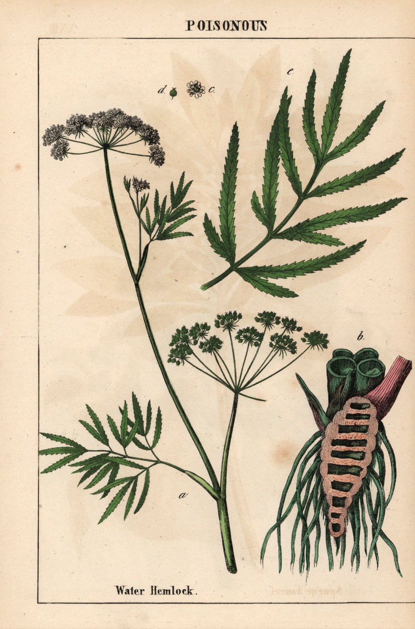 Vandhæk med blade, rodstruktur og blomster. Cicuta virosa   , fra "The Instructive Picturebook, or Lessons from the Vegetable World," [Charlotte Mary Yonge], Edinburgh af English School