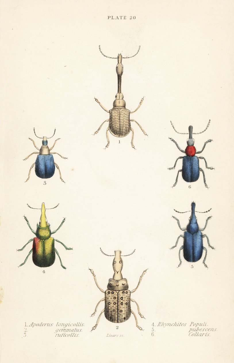 Snudebiller: Attelabus longicollis 1, Attelabus gemmatus 2, Attelabus ruficollis 3, Byctiscus populi 4, Rhycnhites pubescens 5 og Rhynchites collaris 6 af English School