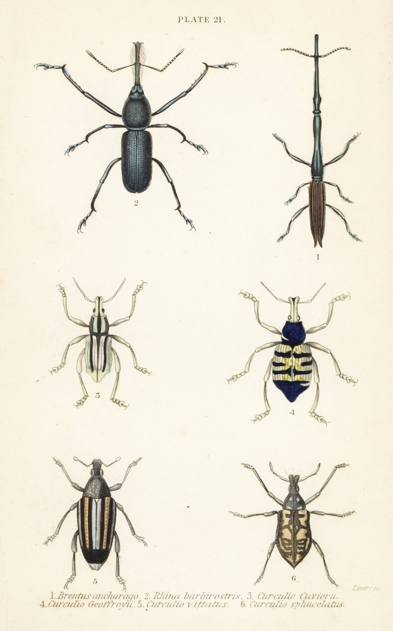 Snudebiller: Brentus ancharago 1, Rhina barbirostris 2, Curculio cuviera 3, Eupholus geoffroyi 4, Larinus ursus 5 og Curculio sphacelatus 6 af English School