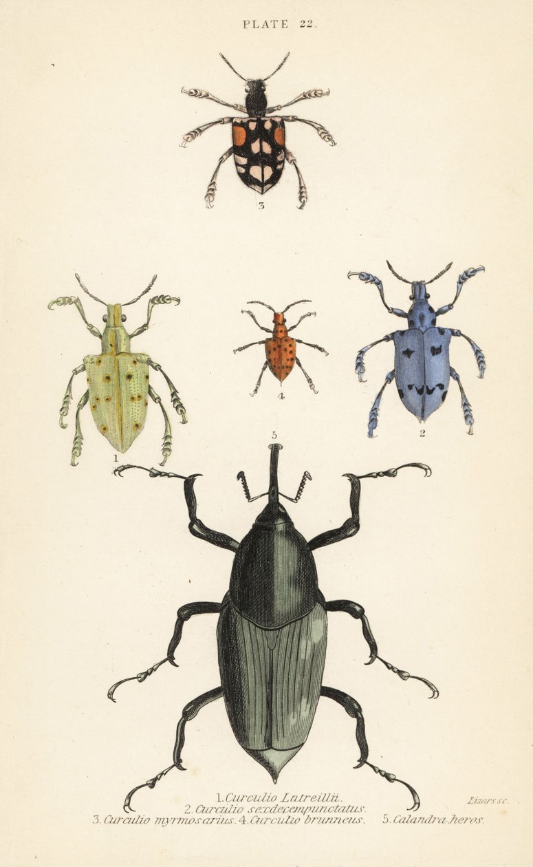 Snudebiller og biller: Curculio latreillii 1, Curculio sexdecempunctatus 2, Trichaptus mutillarius 3, Pissodes castaneus 4 og Calandra heros 5 af English School