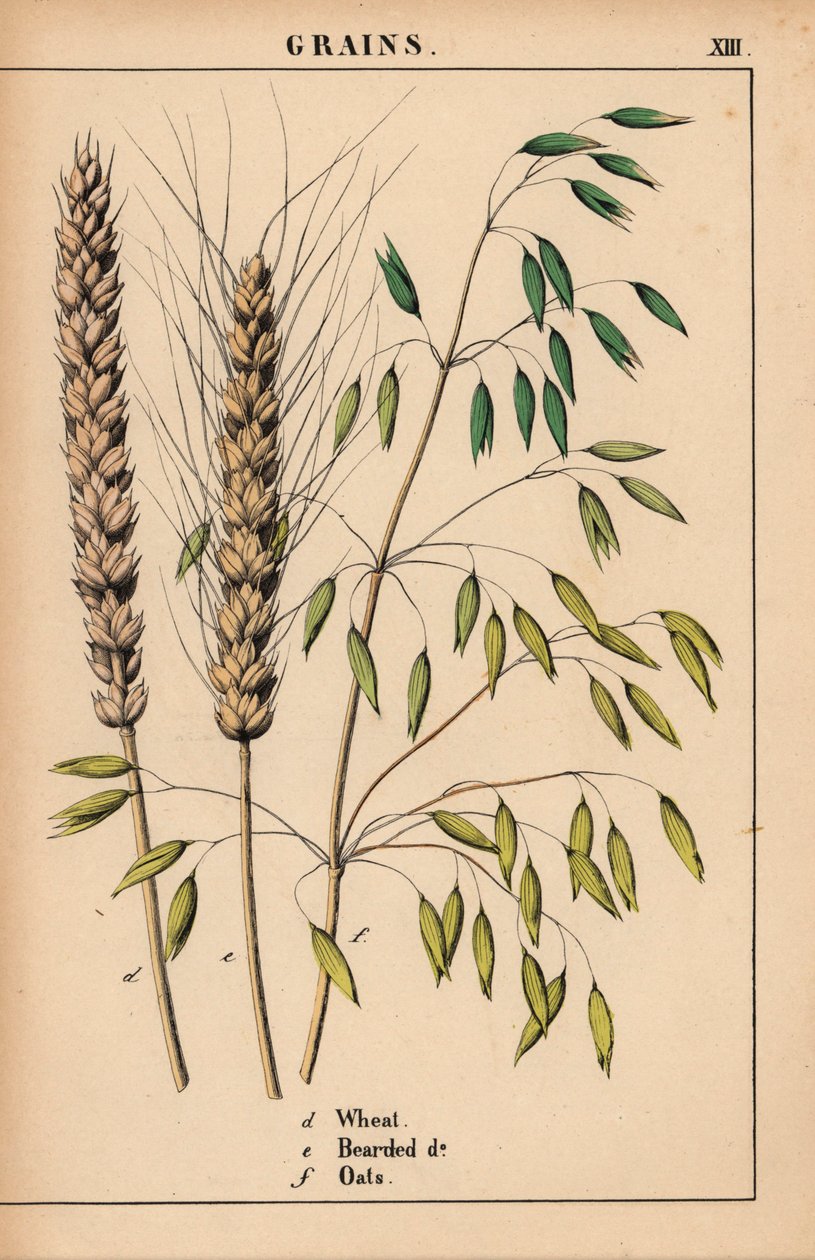 Hvede, skægget hvede og havre.  , fra "The Instructive Picturebook, or Lessons from the Vegetable World," [Charlotte Mary Yonge], Edinburgh af English School