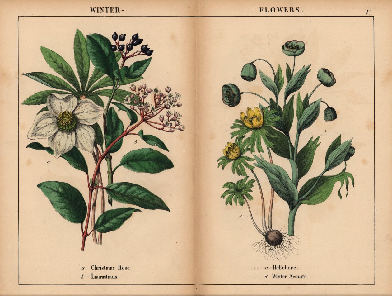Hvid julerose, hvid laurustinus, grøn hellebore og gul vinterakonit.  , fra "The Instructive Picturebook, or Lessons from the Vegetable World," [Charlotte Mary Yonge], Edinburgh af English School