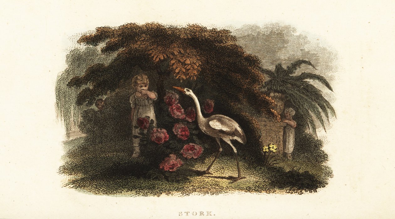 Hvid stork, Ciconia ciconia, leger gemmeleg med børn i en have af English School