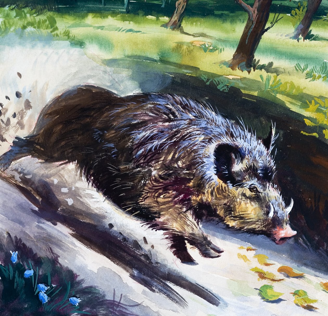 Vildsvin (gouache på papir) af English School