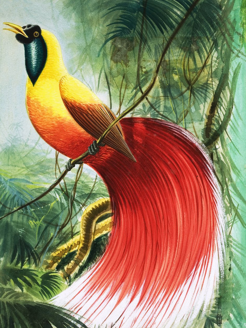 Vingeløst vidunder fra Paradis, illustration fra 