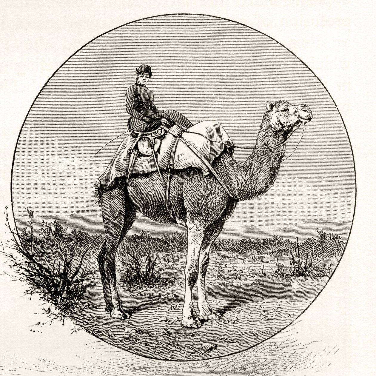 Kvinde på en kamel i Australien, ca. 1880, fra "Australian Pictures" af Howard Willoughby, udgivet af Religious Tract Society, London, 1886 af English School