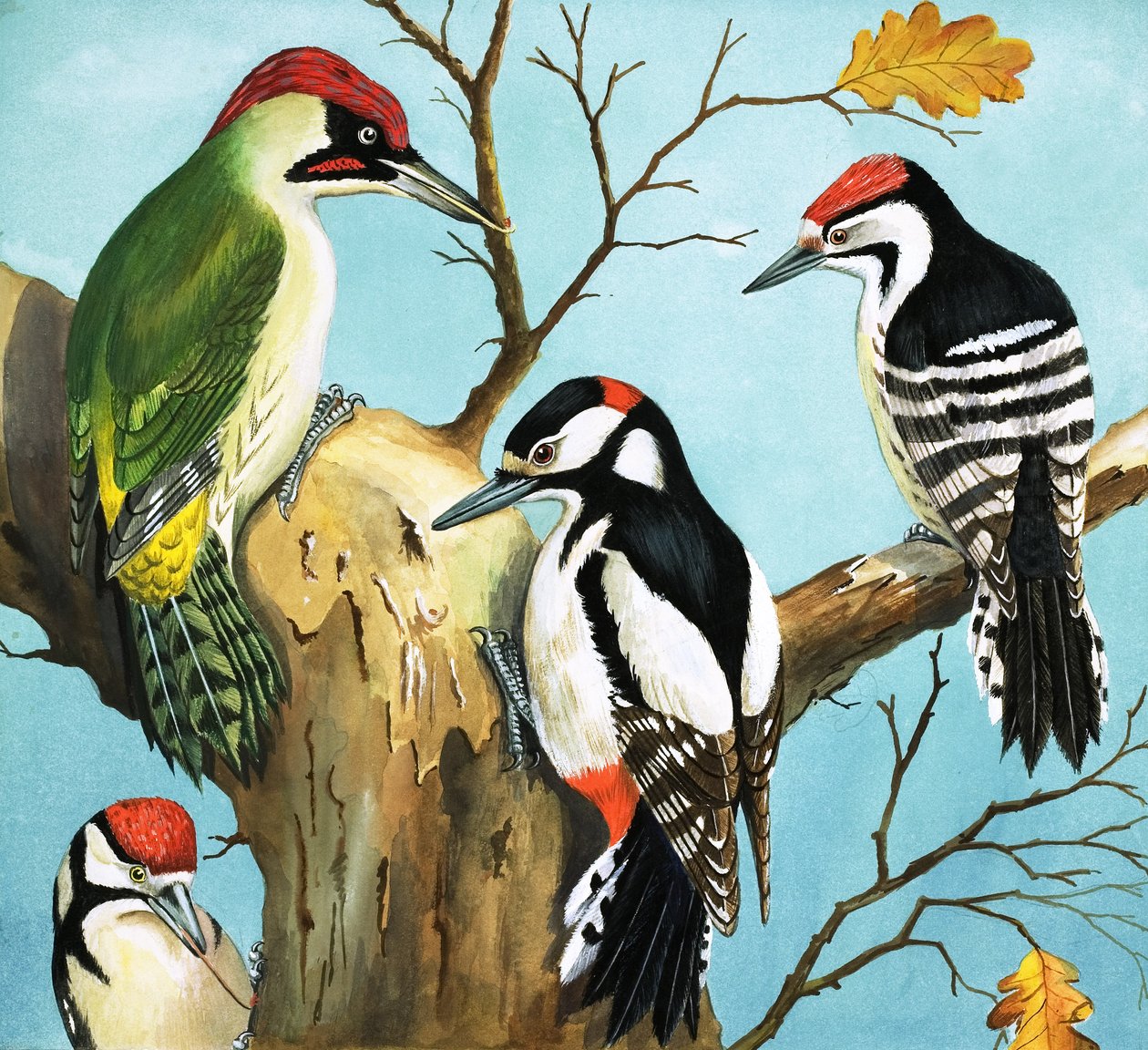 Woodpeckers (gouache på papir) af English School