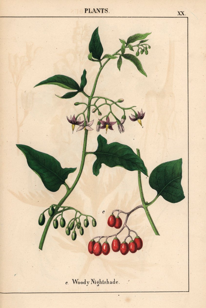 Træagtig natskygge med lilla blomster og røde bær   , fra "The Instructive Picturebook, or Lessons from the Vegetable World," [Charlotte Mary Yonge], Edinburgh af English School