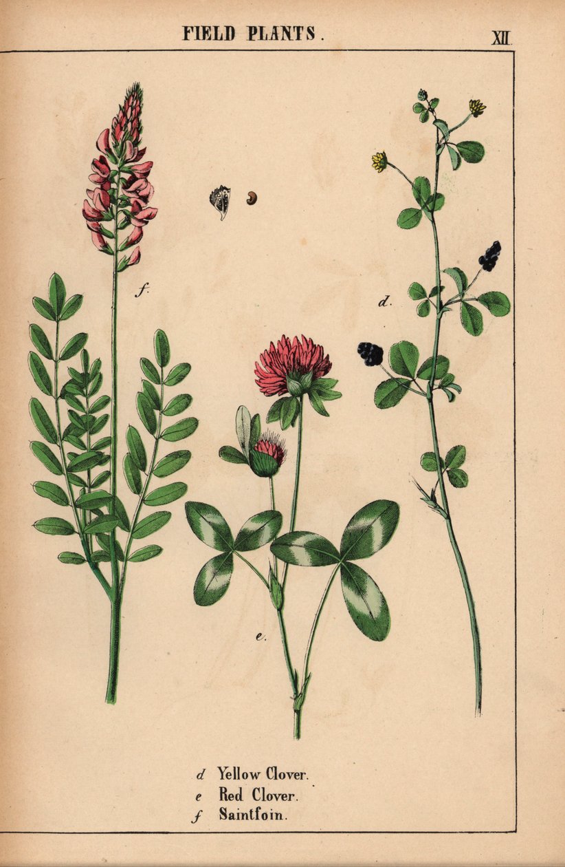 Gulkløver, rødkløver og saintfoin eller sainfoin  , fra "The Instructive Picturebook, or Lessons from the Vegetable World," [Charlotte Mary Yonge], Edinburgh af English School