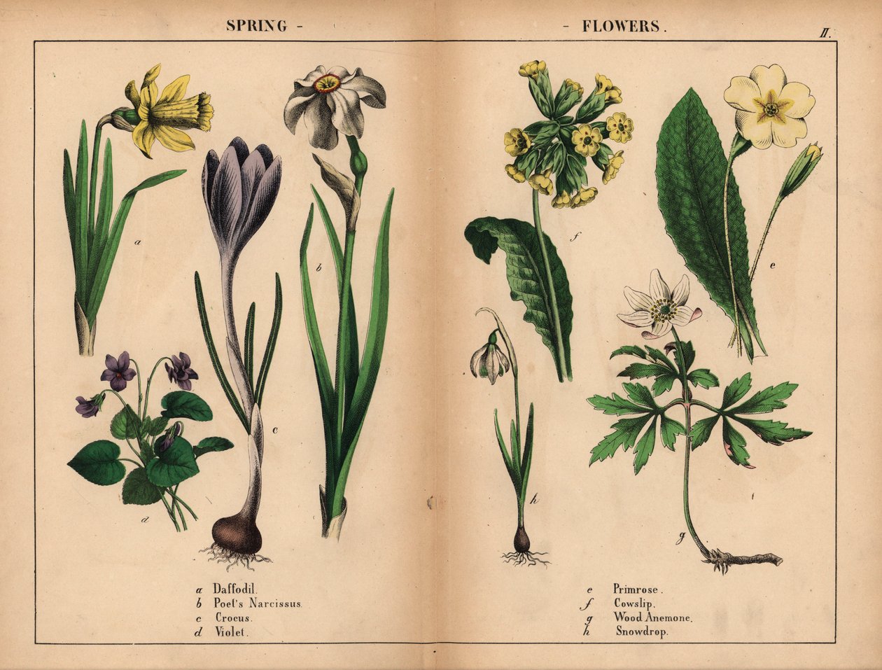 Gul påskelilje, hvid poetens narciss, lilla krokus, lilla viol, gul primula, gul kohals, hvid skovanemone og hvid vintergæk.   , fra "The Instructive Picturebook, or Lessons from the Vegetable World," [Charlotte Mary Yonge], Edinburgh af English School
