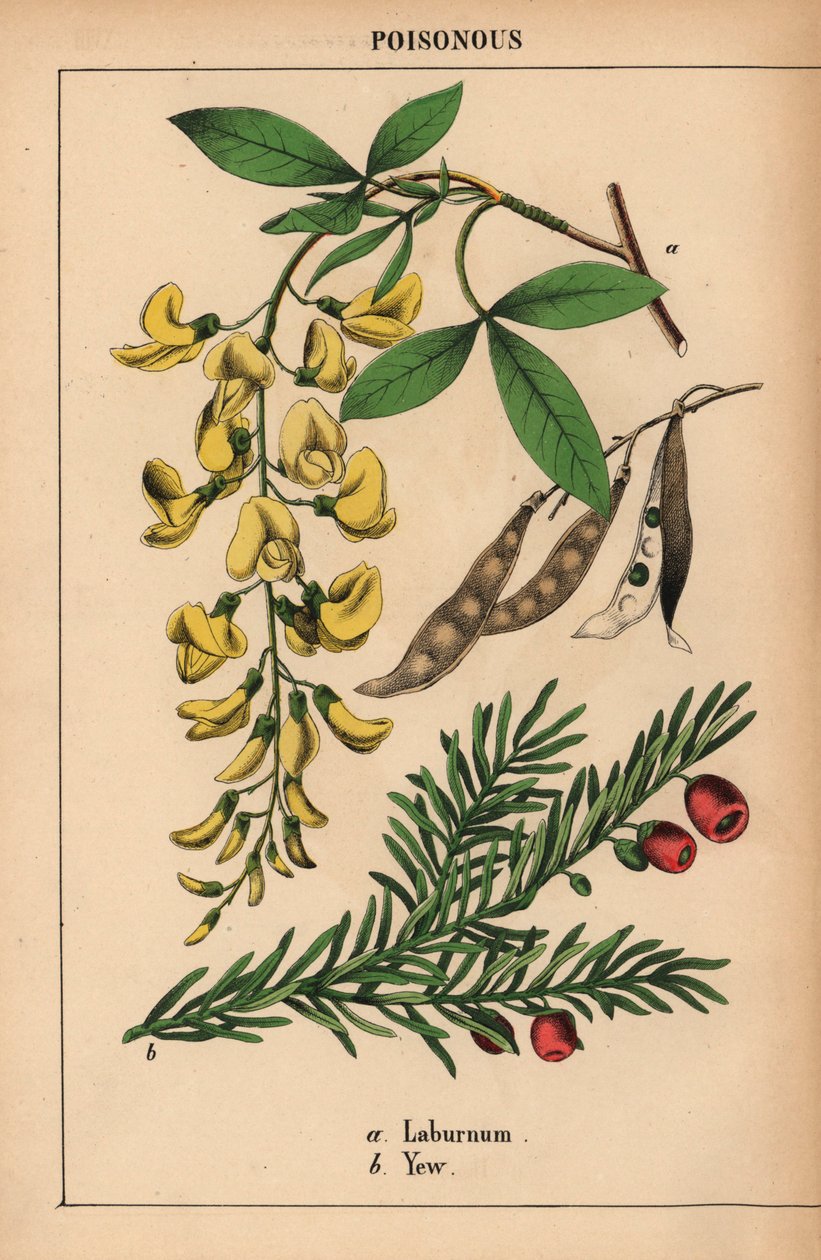 Gul laburnum træ og taks med røde bær.   , fra "The Instructive Picturebook, or Lessons from the Vegetable World," [Charlotte Mary Yonge], Edinburgh af English School