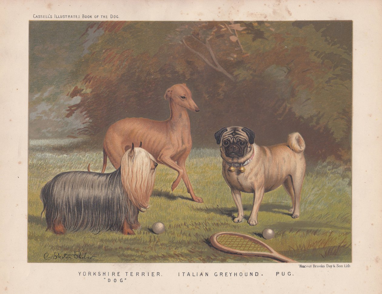 Yorkshire terrier, italiensk greyhound og mops vist med tennisketsjer og bolde af English School