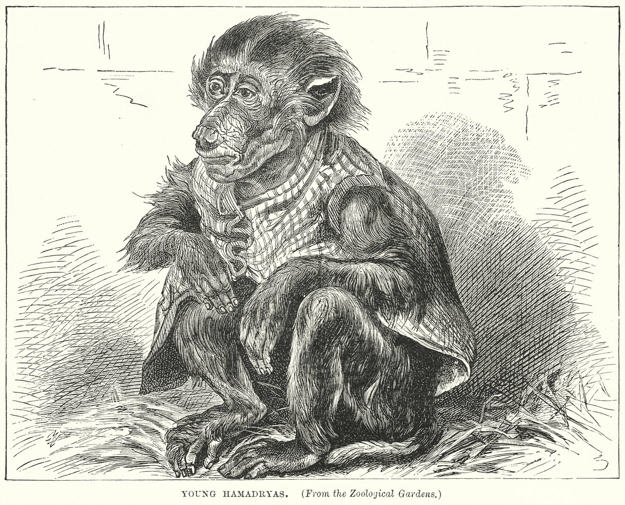 Young Hamadryas (engraving) af English School