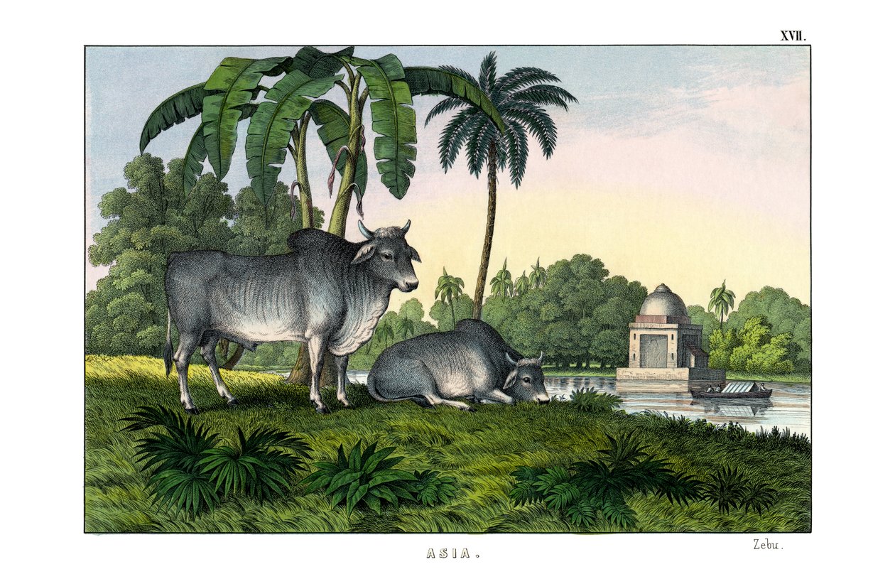 Zebu af English School