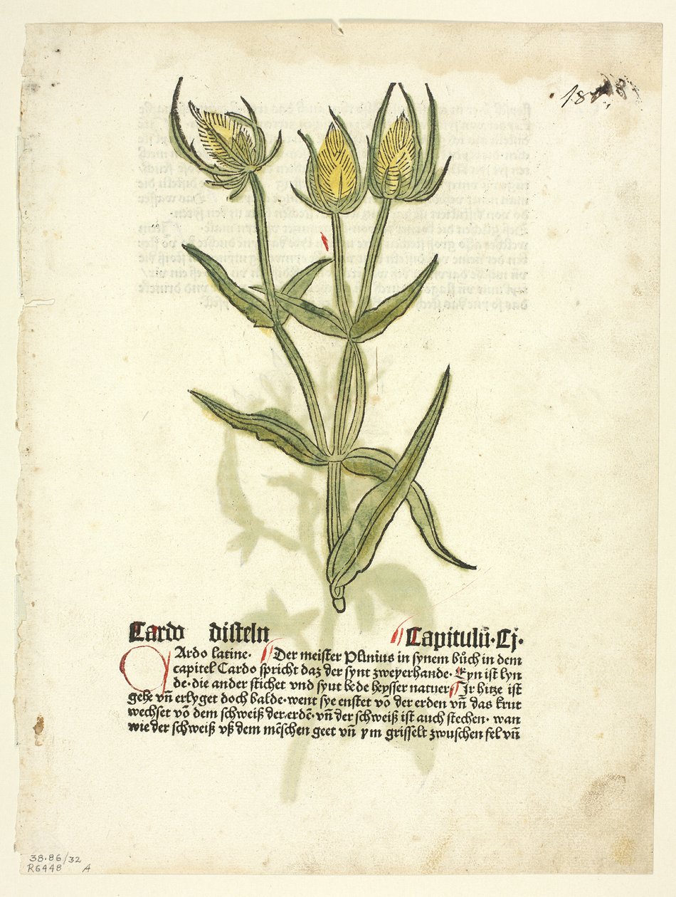 Tidsel (recto) og tidselknopper (verso) fra Gart Der Gesundheit (også kaldet Hortus sanitatis eller Garden of Health), plade 32 fra Træsnit fra bøger fra det 15. århundrede af Erhard Reuwich