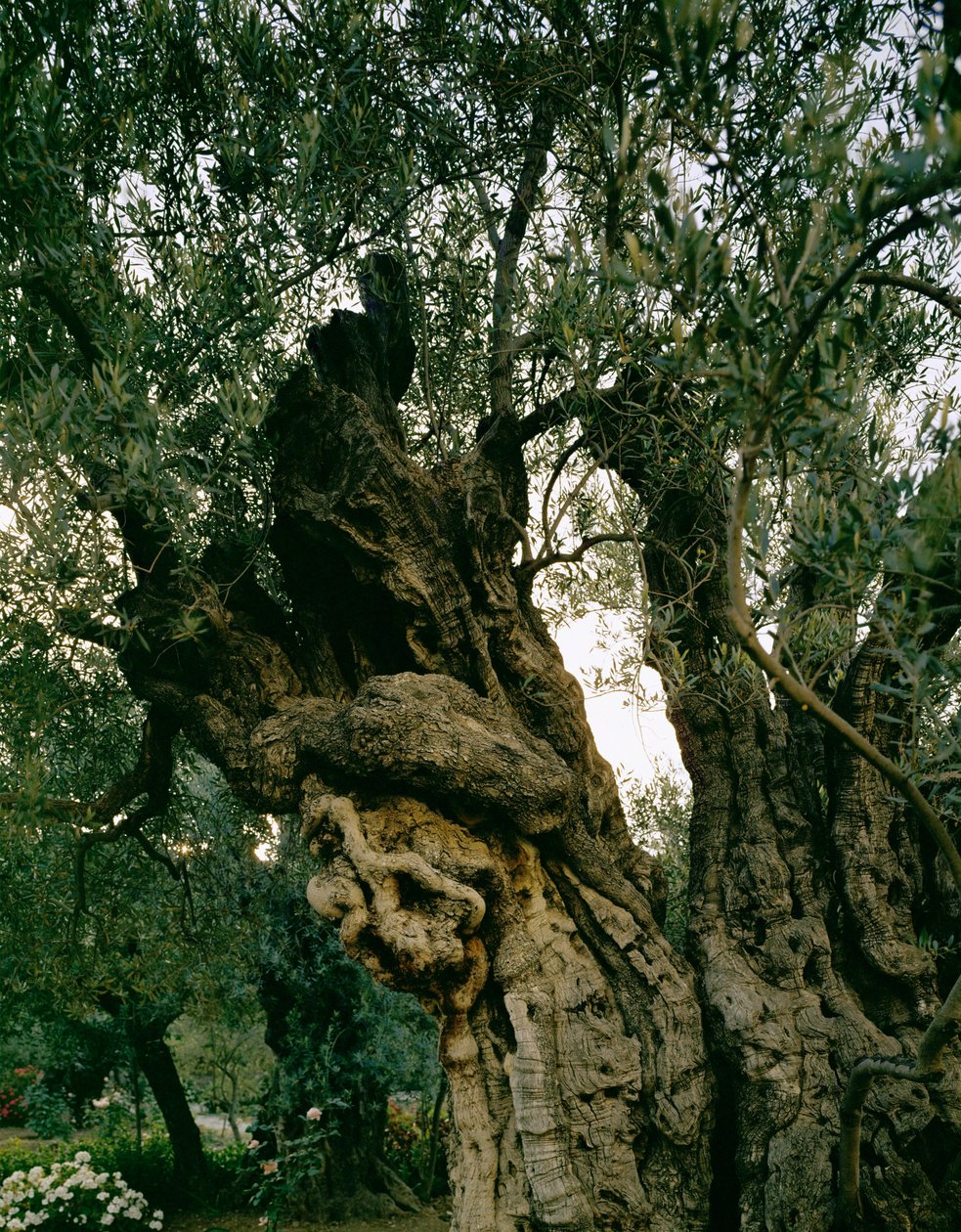 Gamle oliventræer i Getsemane Have, Kidron-dalen, Jerusalem, Israel (foto) af Erich Lessing