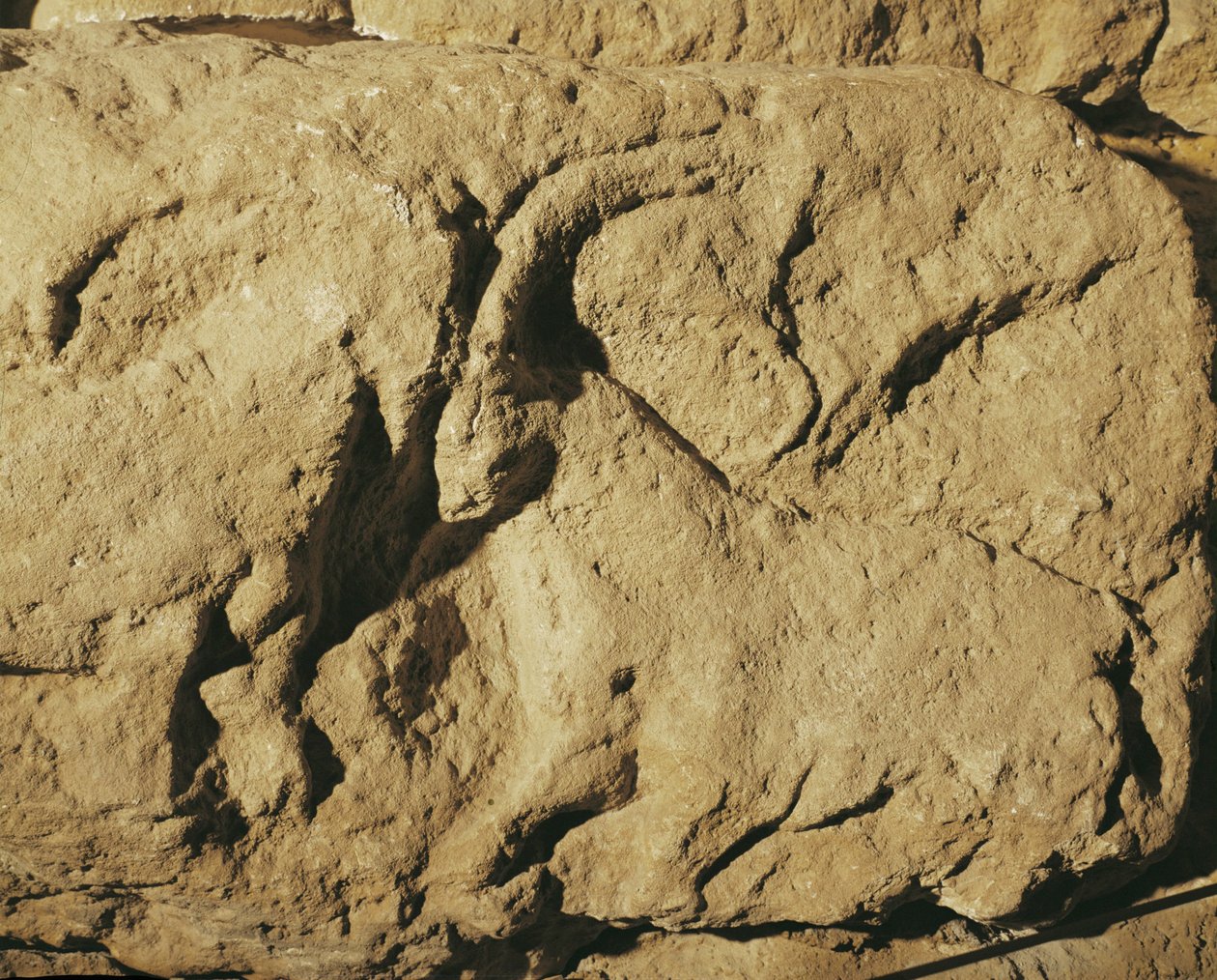 Kæmpende væddere (stenrelief) af Erich Lessing