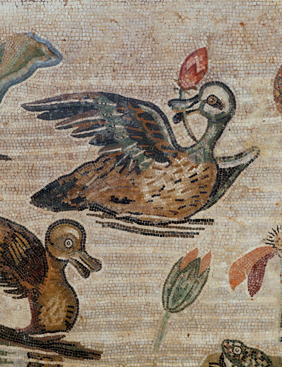 Ænder svømmer i en pool af Erich Lessing